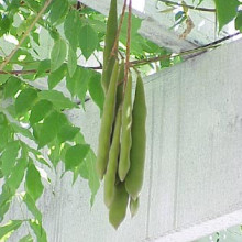 Glicina mov-Wisteria floribunda