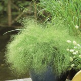Iarba decorativa Agrostis nebulosa
