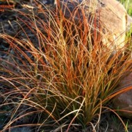 Iarba decorativa Carex comans Prairie Fire