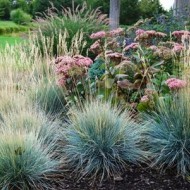 Iarba decorativa Festuca glauca