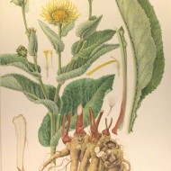 Iarbă mare-Inula helenium