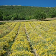 Imortela-Helichrysum italicum