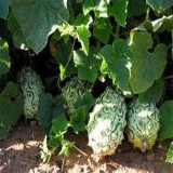 Kiwano