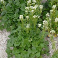 Lingureaua-Cochlearia officinalis