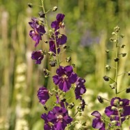Lumanarica-Verbascum Phoeniceum Purple