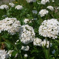 Lychnis chalcedonica white