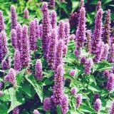 Mexican Hyssop-Agastache mexicana