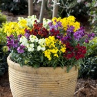 Micsuneaua ruginie-Cheiranthus cheiri Persion Carpet mix