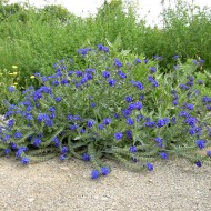 Miruta-Anchusa officinalis