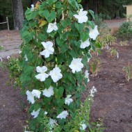 Moonflower-Ipomoea alba