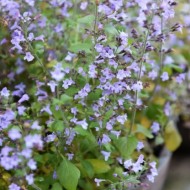 Nepeta cataria blue-Catusnica