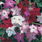 Nicotiana alata-Regina noptii Tinkerbell F2