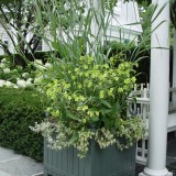﻿Nicotiana-Regina noptii alba