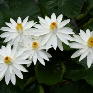 Nufărul alb-Nymphaea alba