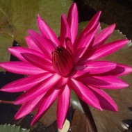 Nufărul Pink-Nymphaea Rubra