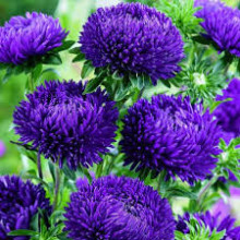 Ochiul boului-Callistephus chinensis Paeony Blue