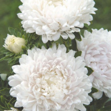 Ochiul boului-Callistephus chinensis Paeony White