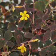 Oxalis spiralis vulcanicola Zinfandel