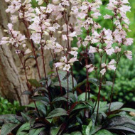 Penstemon digitalis Husker Red