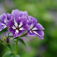 Phlox Drummondii Sugar Stars