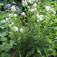 Polemonium Caeruleum-Jacob's Ladder White