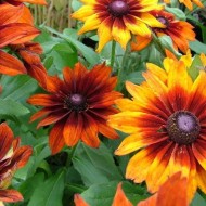 Rudbeckia Hirta Gloriosa Daisy