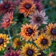 Rudbeckia Hirta Sahara