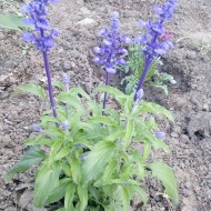 Salvia Farinacea Victoria Blue