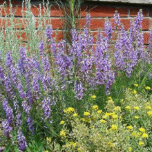 Salvia Jurisicii 
