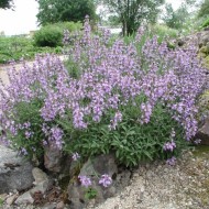 Salvia Lavandulifolia