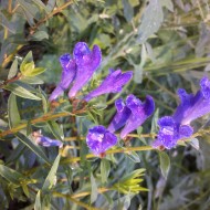 ﻿Salvia Miltiorrhiza-Red Sage