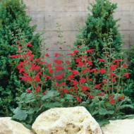 Salvia Roemeriana Arriba