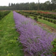 Salvia Rusa Perovskia Atriplicifolia