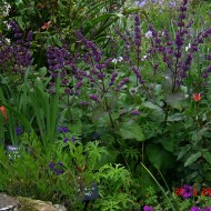 Salvia Verticillata Purple Rain