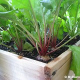 Sfecla Chioggia