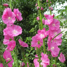 Sidalcea Malviflora Rosanna