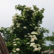 Soc-Sambucus nigra