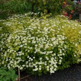Spilcuta-Tanacetum parthenium