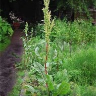 Stevia-Rumex patientia