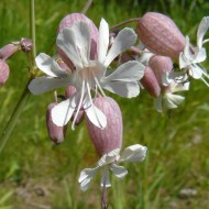 ﻿Stridolo-Silene vulgaris