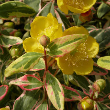 Sunatoare-Hypericum Moserianum Tricolour