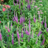 Teucrium hyrcanicum Purple Tails