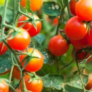 Tomate cherry Grapoli d'Inverno