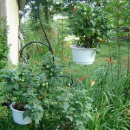 Tomate cherry Tiny Tim