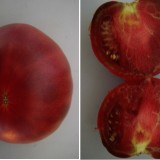 Tomate negre Nyagous
