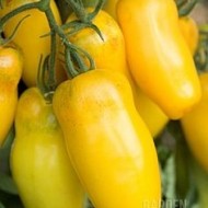 Tomate Roman Candle