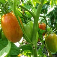 Tomate Speckled Roman