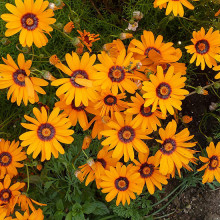 Ursinia Anthemoides
