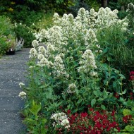 Valeriana alba-Centranthus ruber