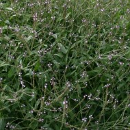 Verbena Officinalis